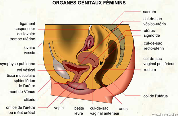 Organes génitaux féminins